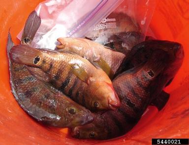 2011 Everglades CISMA Non-native Fish Roundup,    - 5440021