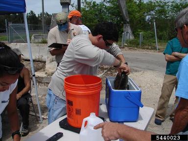2011 Everglades CISMA Non-native Fish Roundup,    - 5440023