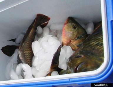 2011 Everglades CISMA Non-native Fish Roundup,    - 5440026