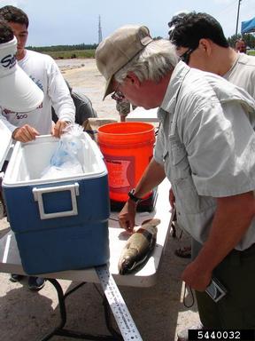 2011 Everglades CISMA Non-native Fish Roundup,    - 5440032