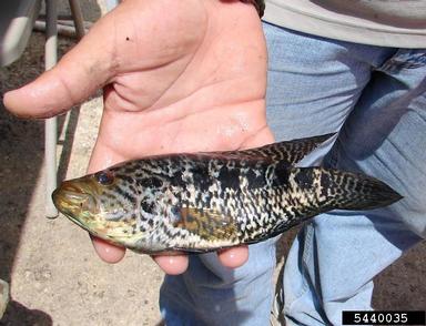 2011 Everglades CISMA Non-native Fish Roundup,    - 5440035