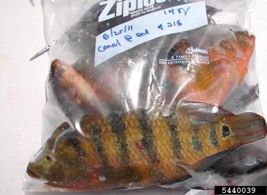2011 Everglades CISMA Non-native Fish Roundup,    - 5440039