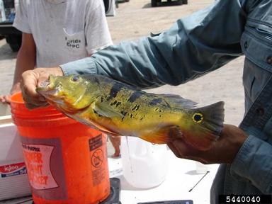 2011 Everglades CISMA Non-native Fish Roundup,    - 5440040
