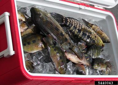 2011 Everglades CISMA Non-native Fish Roundup,    - 5440043