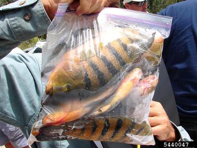 2011 Everglades CISMA Non-native Fish Roundup,    - 5440047