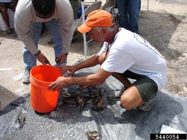 2011 Everglades CISMA Non-native Fish Roundup,    - 5440054