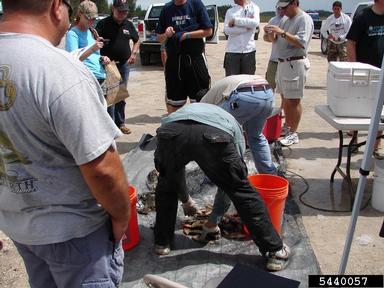 2011 Everglades CISMA Non-native Fish Roundup,    - 5440057