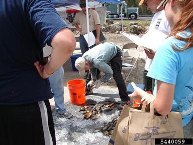 2011 Everglades CISMA Non-native Fish Roundup,    - 5440059