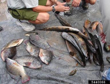 2011 Everglades CISMA Non-native Fish Roundup,    - 5440066