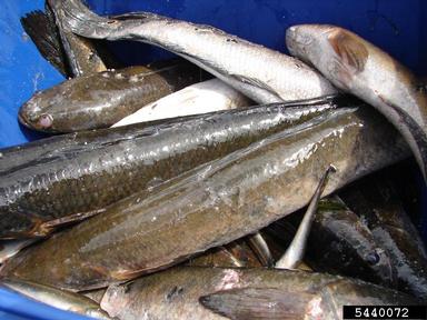 2011 Everglades CISMA Non-native Fish Roundup,    - 5440072