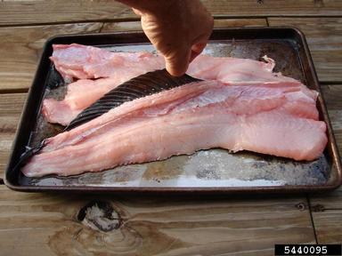 2011 Everglades CISMA Non-native Fish Roundup,    - 5440095