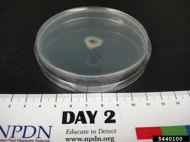 Corynespora blight (Corynespora spp. ) on Acidified potato dextrose agar (Fungal Non-selective Media APDA ) - 5440100