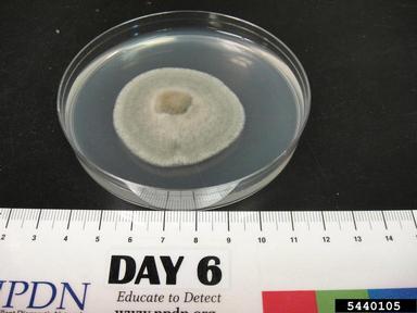 Corynespora blight (Corynespora spp. ) on Acidified potato dextrose agar (Fungal Non-selective Media APDA ) - 5440105