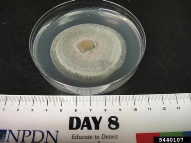 Corynespora blight (Corynespora spp. ) on Acidified potato dextrose agar (Fungal Non-selective Media APDA ) - 5440107