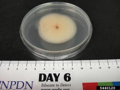 leaf and sheath spot (Rhizoctonia zeae ) on Acidified potato dextrose agar (Fungal Non-selective Media APDA ) - 5440120