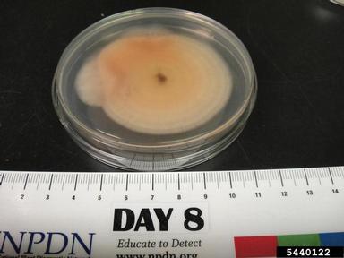 leaf and sheath spot (Rhizoctonia zeae ) on Acidified potato dextrose agar (Fungal Non-selective Media APDA ) - 5440122