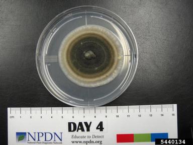 fungus (Ulocladium spp. ) on Acidified potato dextrose agar (Fungal Non-selective Media APDA ) - 5440134