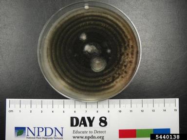 fungus (Ulocladium spp. ) on Acidified potato dextrose agar (Fungal Non-selective Media APDA ) - 5440138
