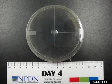 Botryosphaeria rots and cankers (Botryosphaeria spp. ) on Acidified potato dextrose agar (Fungal Non-selective Media APDA ) - 5440141