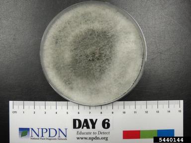 Botryosphaeria rots and cankers (Botryosphaeria spp. ) on Acidified potato dextrose agar (Fungal Non-selective Media APDA ) - 5440144