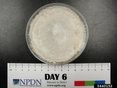 dollar spot (Sclerotinia homoeocarpa ) on Acidified potato dextrose agar (Fungal Non-selective Media APDA ) - 5440152