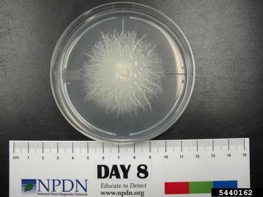 laurel wilt (Raffaelea lauricola ) on Acidified potato dextrose agar (Fungal Non-selective Media APDA ) - 5440162