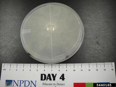 Pythium root and stem rot (Pythium aphanidermatum ) on Acidified potato dextrose agar (Fungal Non-selective Media APDA ) - 5440165