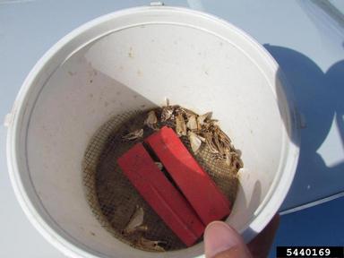 armyworms, Spodoptera spp.  (Lepidoptera: Noctuidae) - 5440169