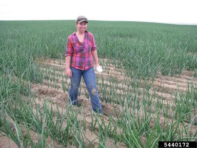root rot/damping off (Rhizoctonia spp. ) on garden onion (Allium cepa ) - 5440172