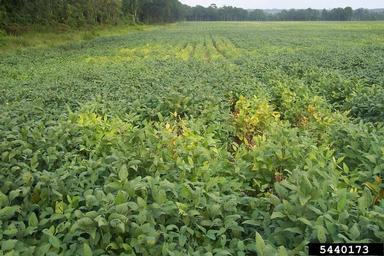 root-knot nematode (Meloidogyne spp. ) on soybean (Glycine max ) - 5440173