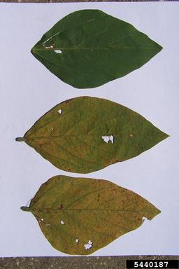 soybean rust (Phakopsora pachyrhizi ) on soybean (Glycine max ) - 5440187