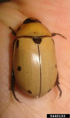 grapevine beetle, Pelidnota punctata  (Coleoptera: Scarabaeidae) - 5440193