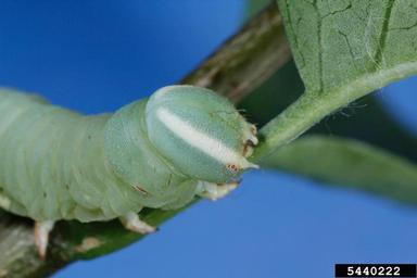 waved sphinx, Ceratomia undulosa  (Lepidoptera: Sphingidae) - 5440222