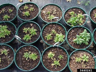 high soluble salts (  ) on petunia (Petunia spp. ) - 5440241