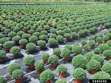 Fusarium wilts, blights, rots and damping-off (Fusarium spp. ) on florist's daisy (Chrysanthemum x morifolium ) - 5440246