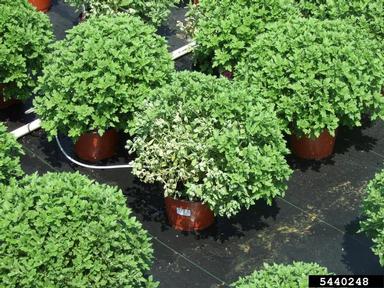 Fusarium wilts, blights, rots and damping-off (Fusarium spp. ) on florist's daisy (Chrysanthemum x morifolium ) - 5440248