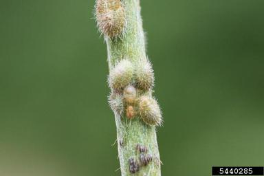 kudzu bug (Megacopta cribraria ) on kudzu (Pueraria montana var. lobata) - 5440285