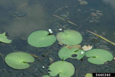 big floatingheart, Nymphoides aquatica  (Solanales: Menyanthaceae) - 5440340
