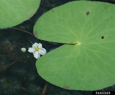 big floatingheart, Nymphoides aquatica  (Solanales: Menyanthaceae) - 5440349