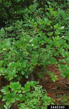 coastal sweetpepperbush, Clethra alnifolia  (Ericales: Clethraceae) - 5440360