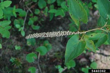 lizardstail, Saururus cernuus  (Piperales: Saururaceae) - 5440362