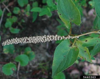 lizardstail, Saururus cernuus  (Piperales: Saururaceae) - 5440363