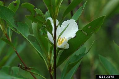 loblolly bay, Gordonia lasianthus  (Theales: Theaceae) - 5440375