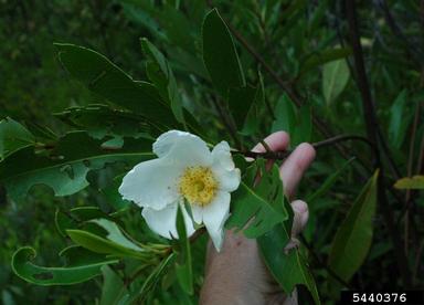 loblolly bay, Gordonia lasianthus  (Theales: Theaceae) - 5440376
