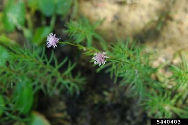 pink bogbutton, Sclerolepis uniflora  (Asterales: Asteraceae) - 5440403