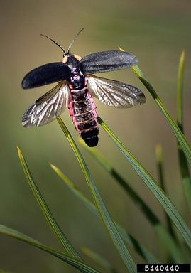 firefly, Pyropyga decipiens  (Coleoptera: Lampyridae) - 5440440
