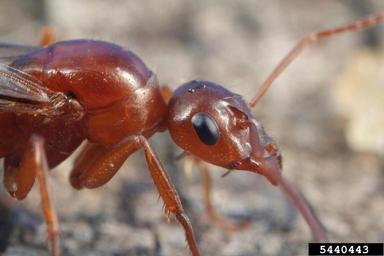 ants, Formica spp.  (Hymenoptera: Formicidae) - 5440443