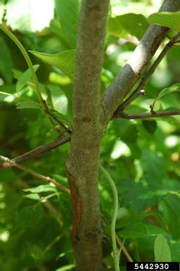 hazel alder, Alnus serrulata  (Fagales: Betulaceae) - 5442930