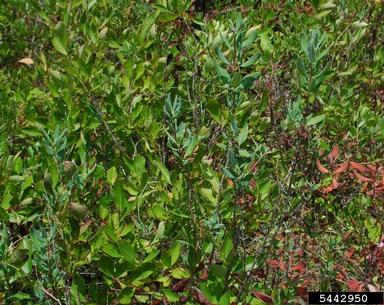 Carolina laurel, Kalmia carolina  (Ericales: Ericaceae) - 5442950