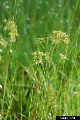 water cowbane, Oxypolis filiformis  (Apiales: Apiaceae) - 5442974